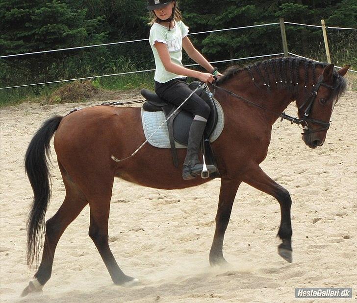 Anden særlig race Clarikken - Dressur på ridelejr 2010 billede 9