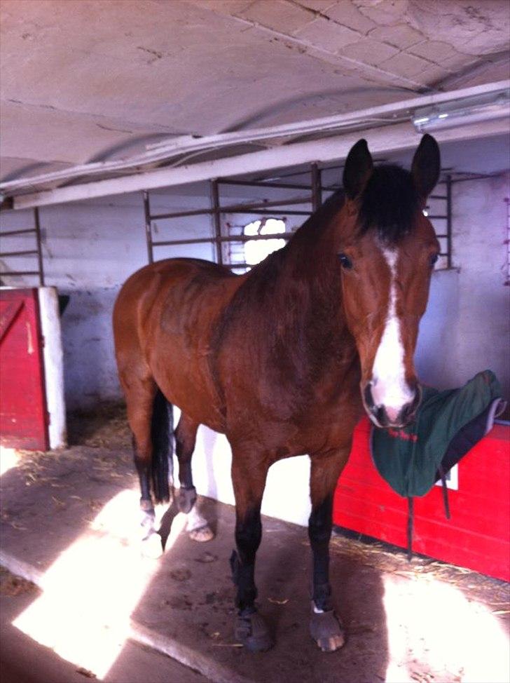Dansk Varmblod Cocolou Comick - Comick der er træt og sveder efter en hård ridetur.. billede 1