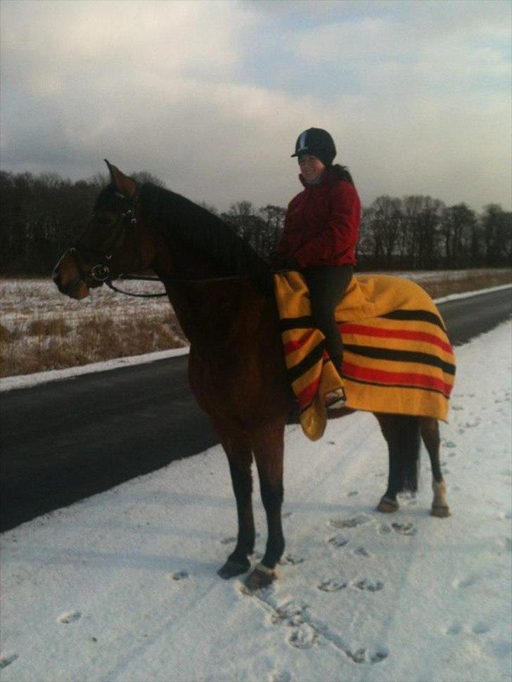 Dansk Varmblod Cocolou Comick billede 2