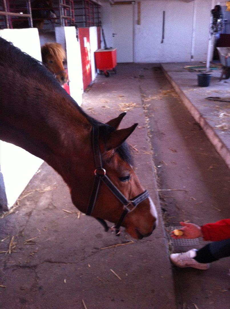 Dansk Varmblod Cocolou Comick - Hun tør ikke tage æblet ;) billede 3