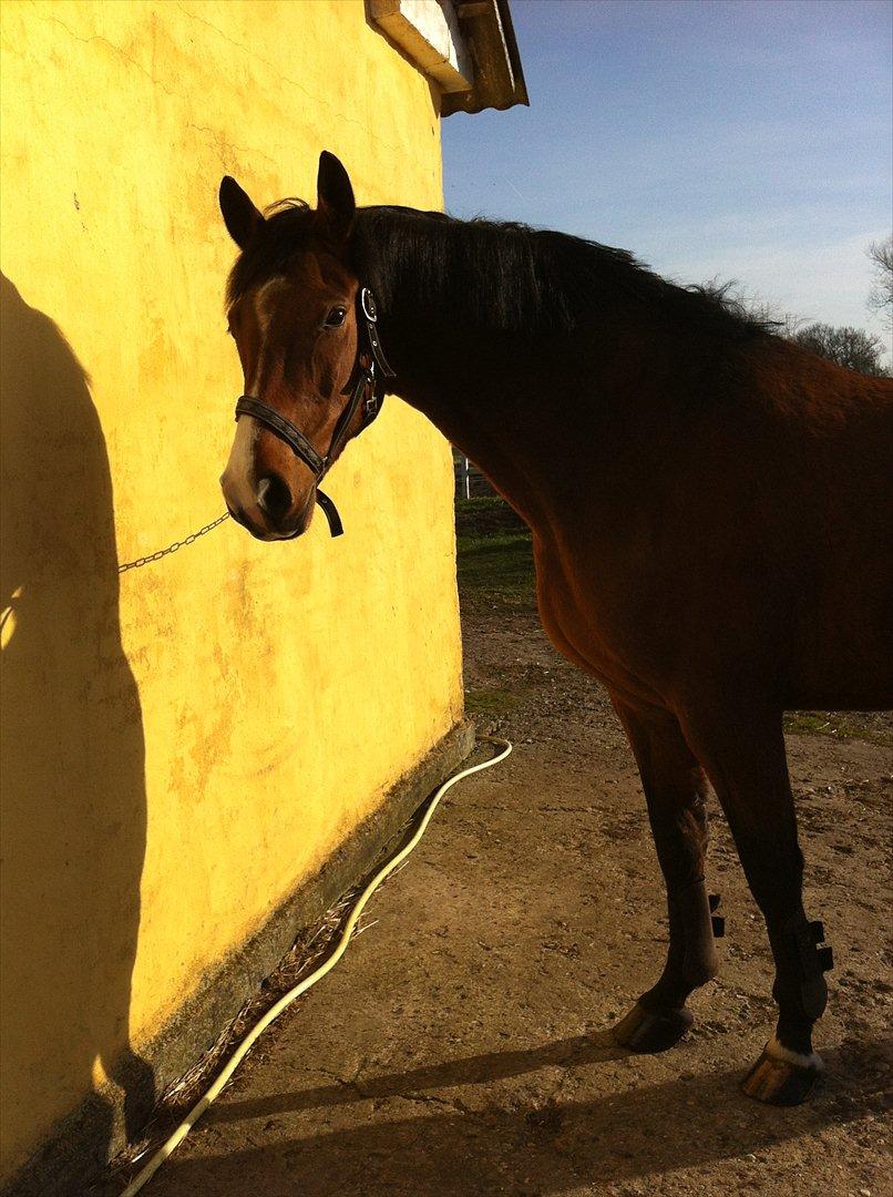 Dansk Varmblod Cocolou Comick billede 4