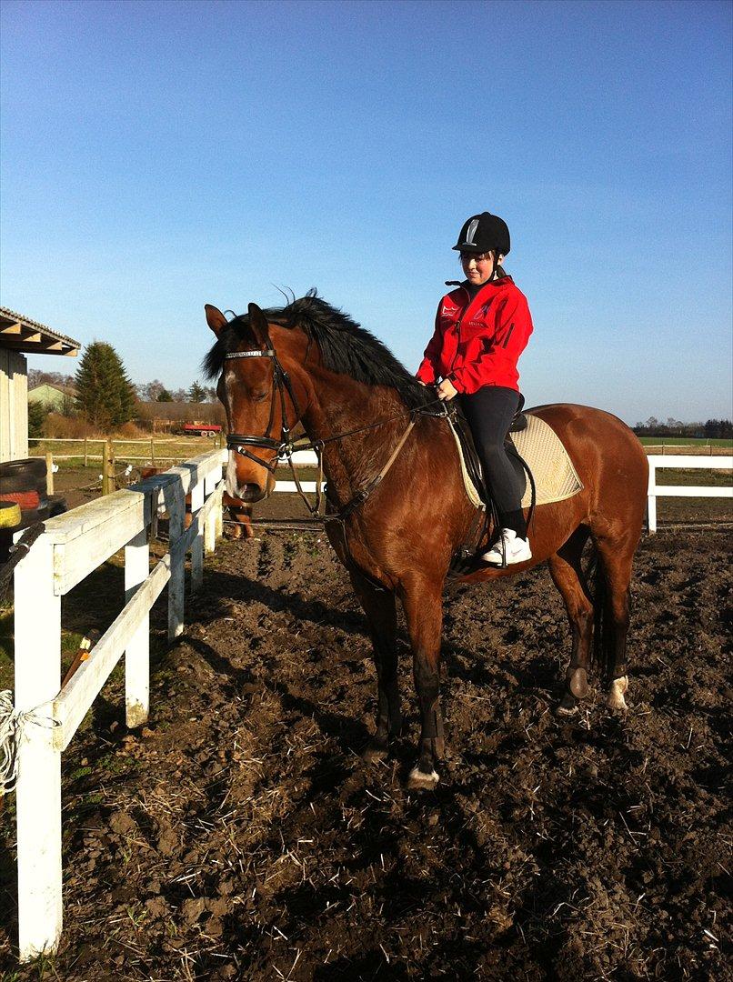 Dansk Varmblod Cocolou Comick billede 5