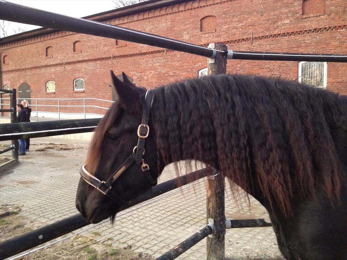 Frieser Brandus SOLGT - Står og beundre damen på folden ved siden af :D  billede 20