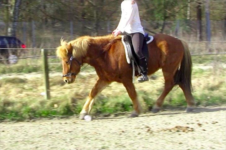 Islænder Halli fra Dyrehavegård <3 - Der er flere ting, der sagtens kunne være bedre på dette billed, men i forhold til hvad vi startede ud med, synes jeg vi er nået langt :) - Vi er i hvertfald på rette vej!

Marts 2012. billede 4