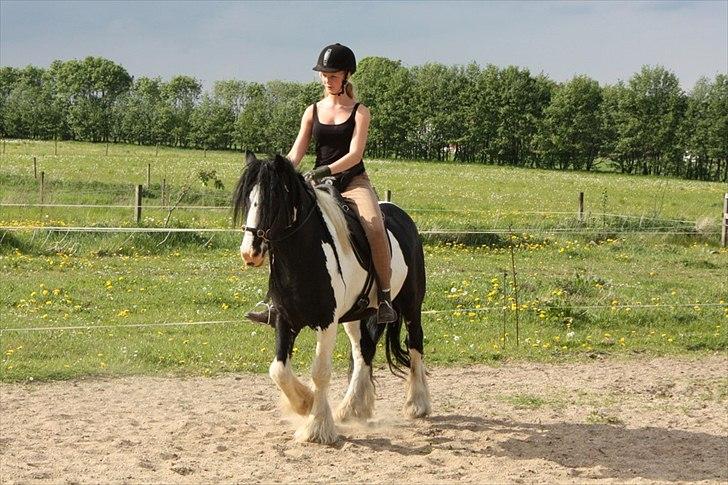 Irish Cob Sir Anthony de Canterville - 12/5 2011 - Påbegyndt tilridning billede 4