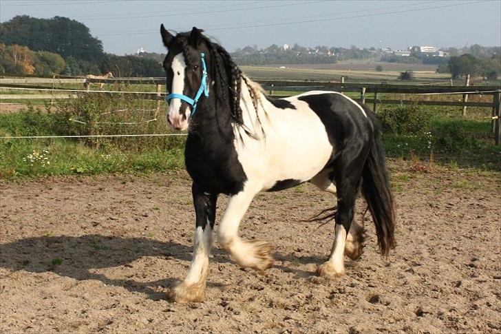 Irish Cob Sir Anthony de Canterville - 10/9 2010 - 1. løbetur i sit nye hjem billede 2