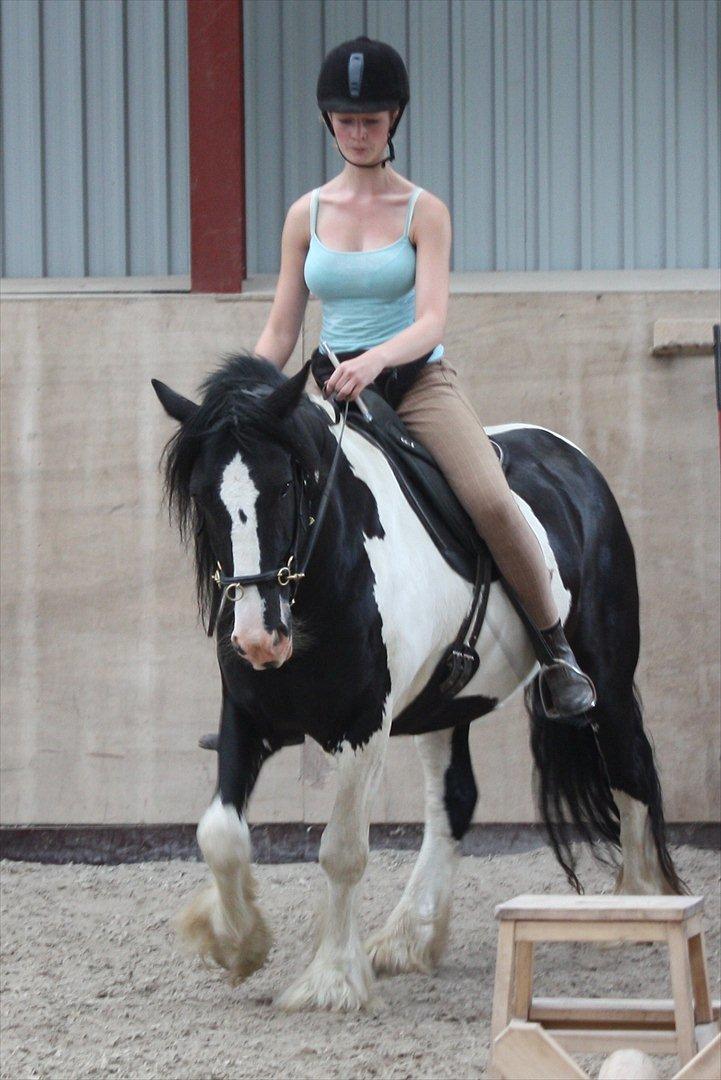 Irish Cob Sir Anthony de Canterville - 20/7 2011 - Sommerferie på Granly. Der begynder at komme form på det. billede 6