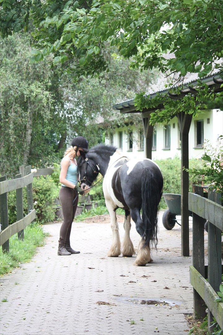 Irish Cob Sir Anthony de Canterville - 20/7 2011 - Sommerferie på Granly. billede 7