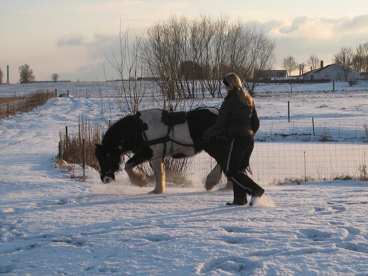 Irish Cob Sir Anthony de Canterville - 2/2 2012 - Longering iført køresele billede 10