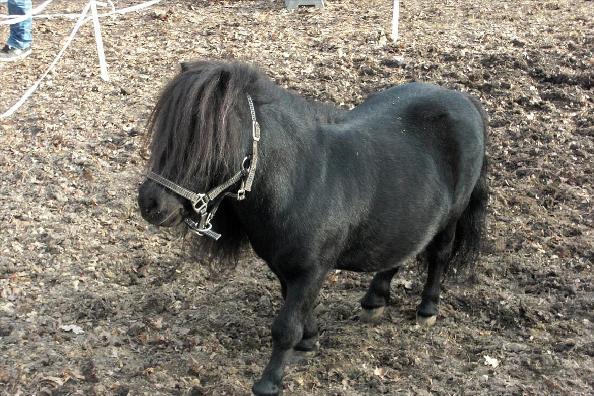 Shetlænder Luie billede 8