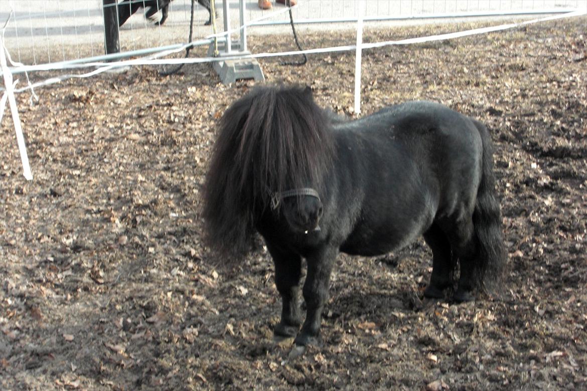 Shetlænder Luie billede 6