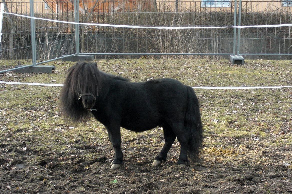 Shetlænder Luie billede 10