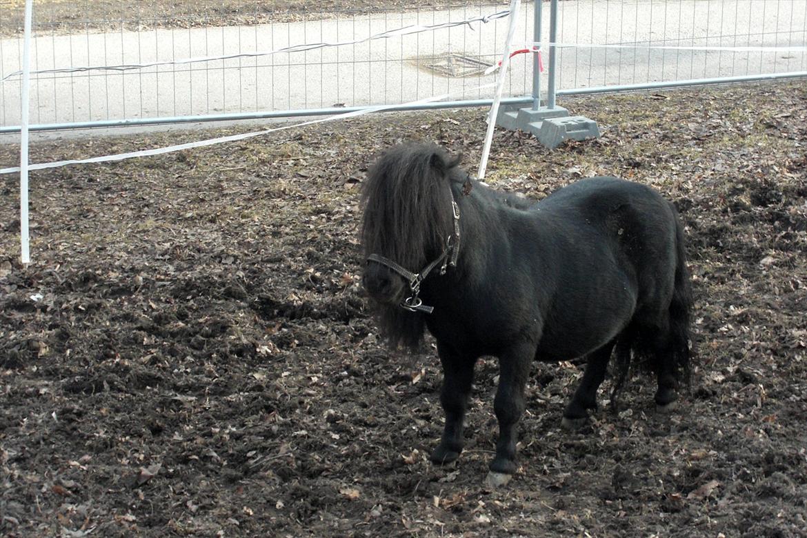 Shetlænder Luie billede 12