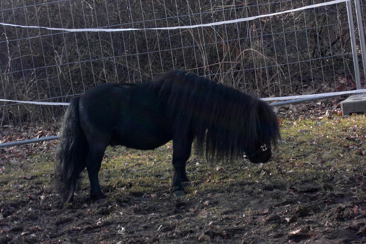 Shetlænder Luie billede 14