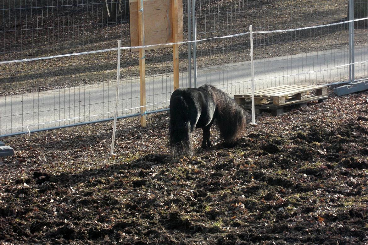 Shetlænder Luie billede 16
