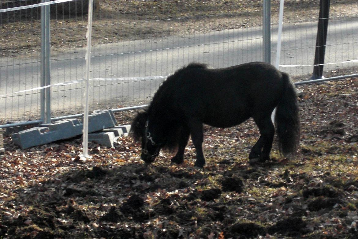 Shetlænder Luie billede 18