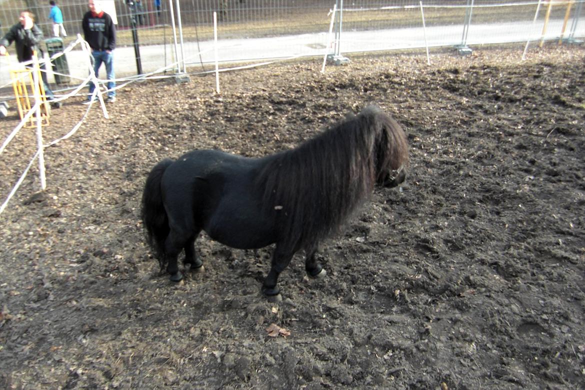 Shetlænder Luie billede 20