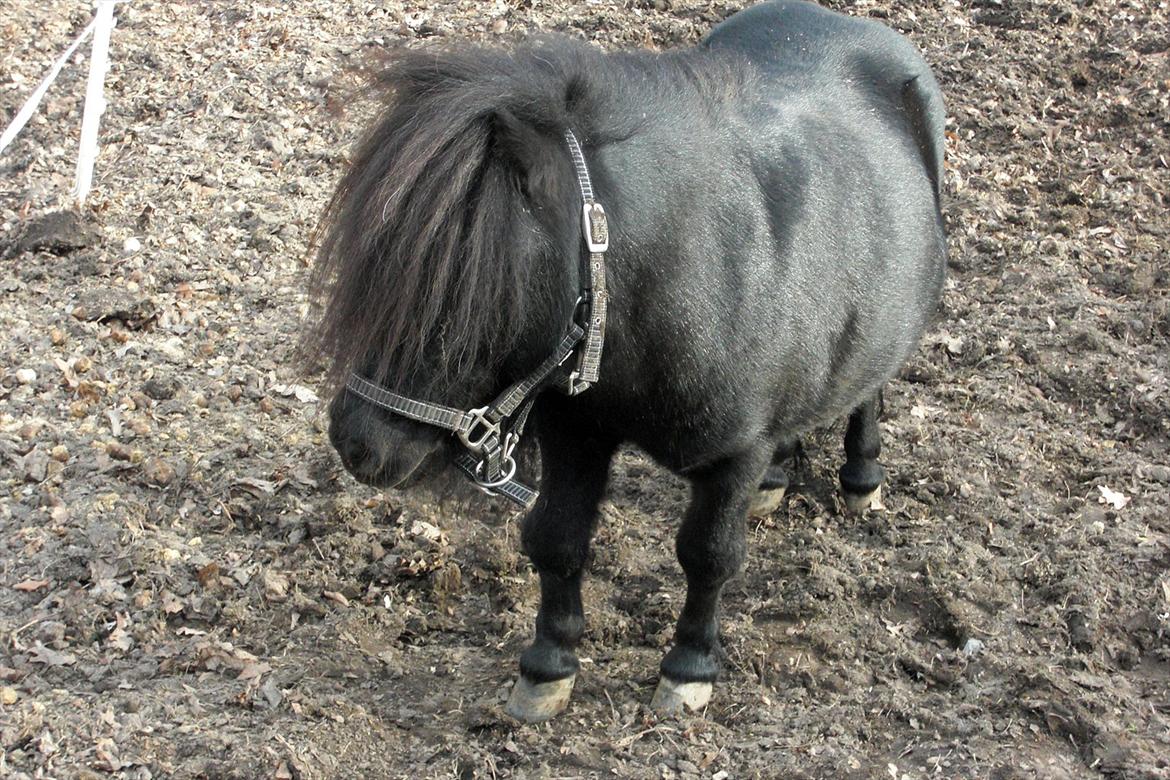 Shetlænder Luie billede 3