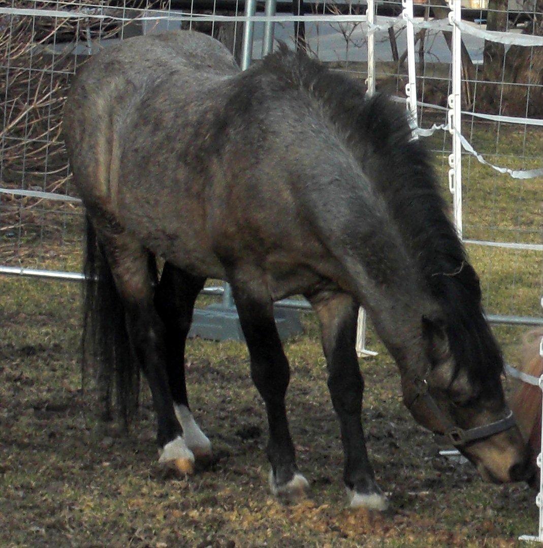 Welsh Mountain (sec A) Odysseus <3  *-*R.I.P*-* billede 6