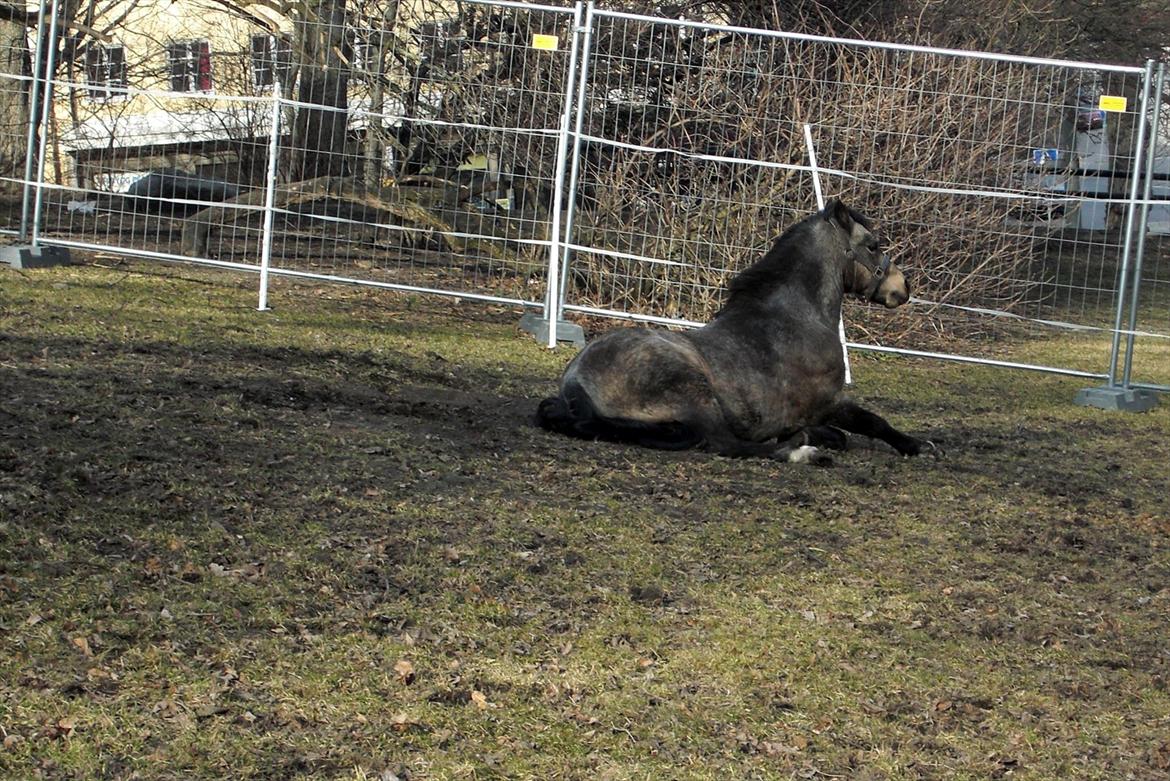 Welsh Mountain (sec A) Odysseus <3  *-*R.I.P*-* - Ody´s ynglings trick :) billede 7