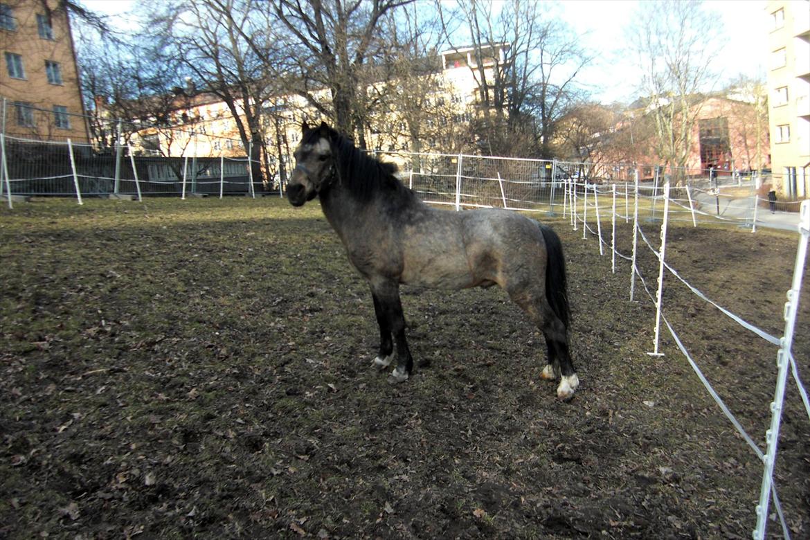 Welsh Mountain (sec A) Odysseus <3  *-*R.I.P*-* billede 8