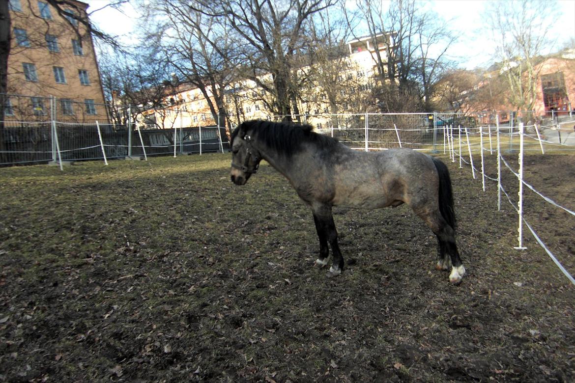 Welsh Mountain (sec A) Odysseus <3  *-*R.I.P*-* billede 9