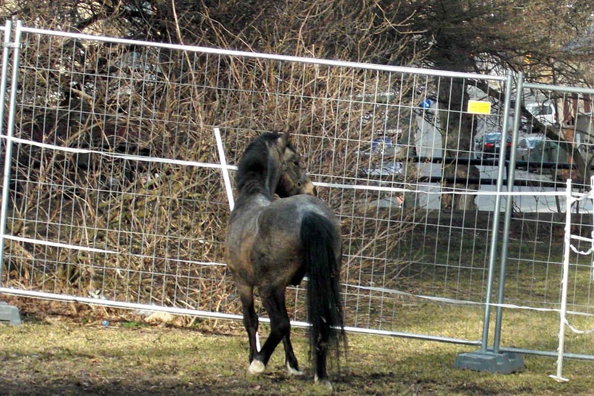 Welsh Mountain (sec A) Odysseus <3  *-*R.I.P*-* billede 10