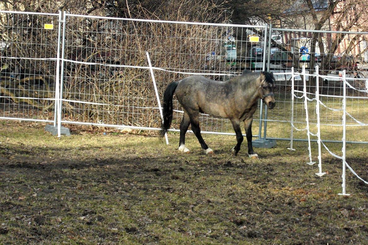 Welsh Mountain (sec A) Odysseus <3  *-*R.I.P*-* billede 11