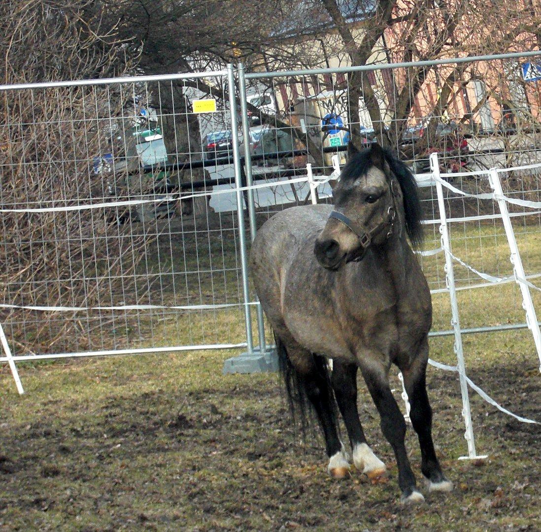 Welsh Mountain (sec A) Odysseus <3  *-*R.I.P*-* billede 14