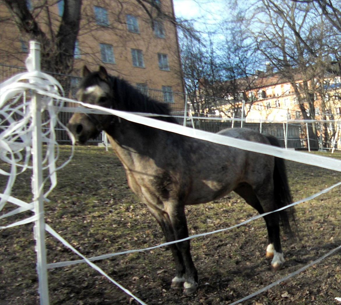 Welsh Mountain (sec A) Odysseus <3  *-*R.I.P*-* billede 15