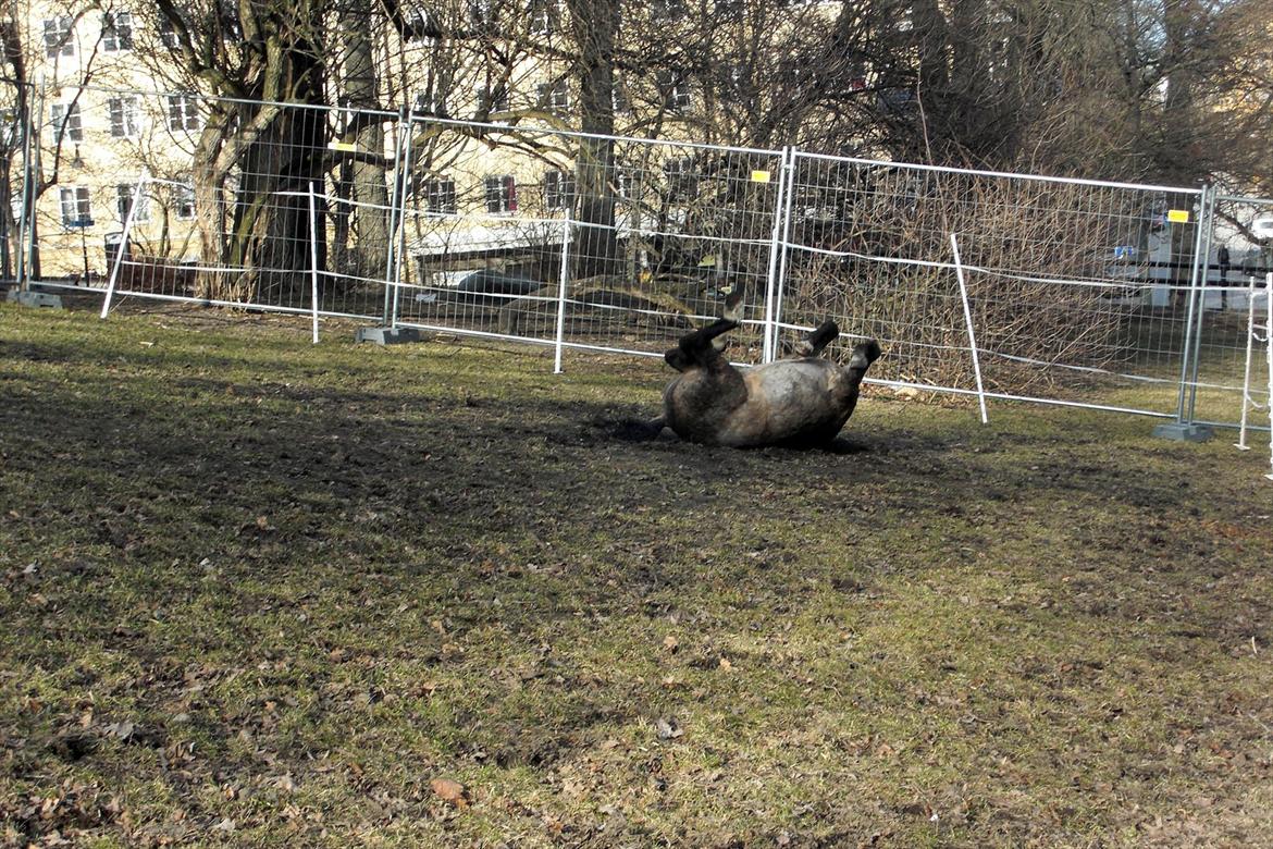 Welsh Mountain (sec A) Odysseus <3  *-*R.I.P*-* billede 13