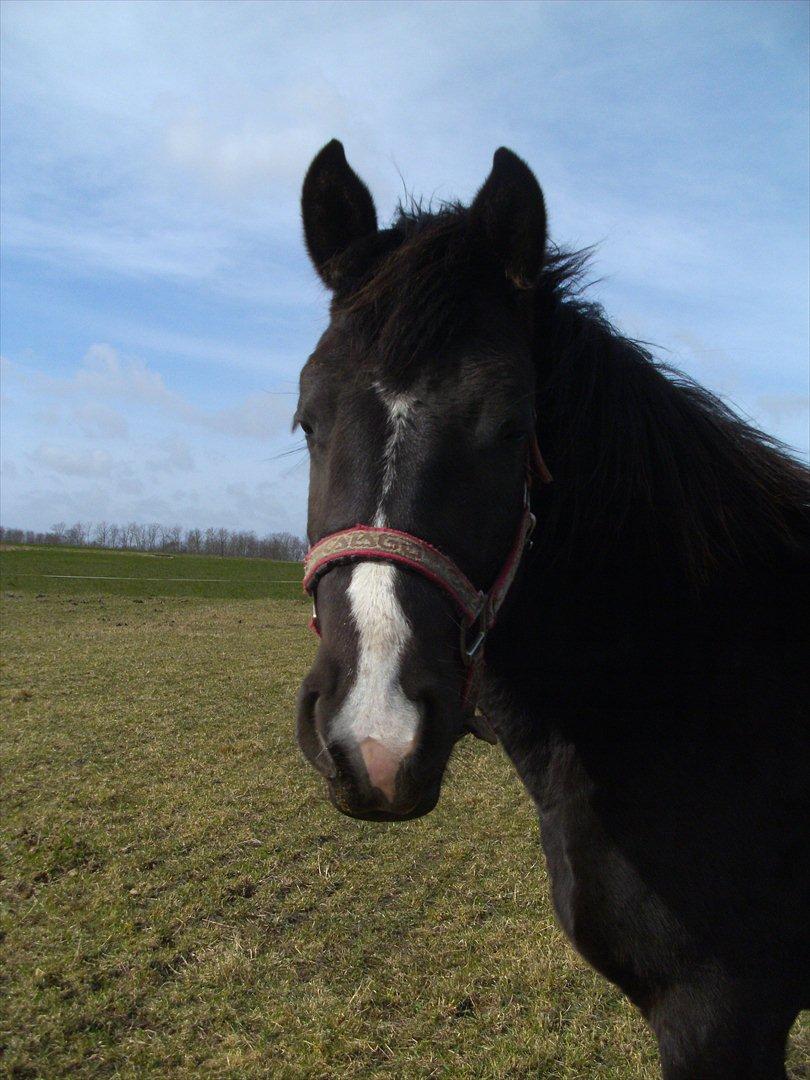 Anden særlig race Moon Dancer - Moon som 2-årig billede 1