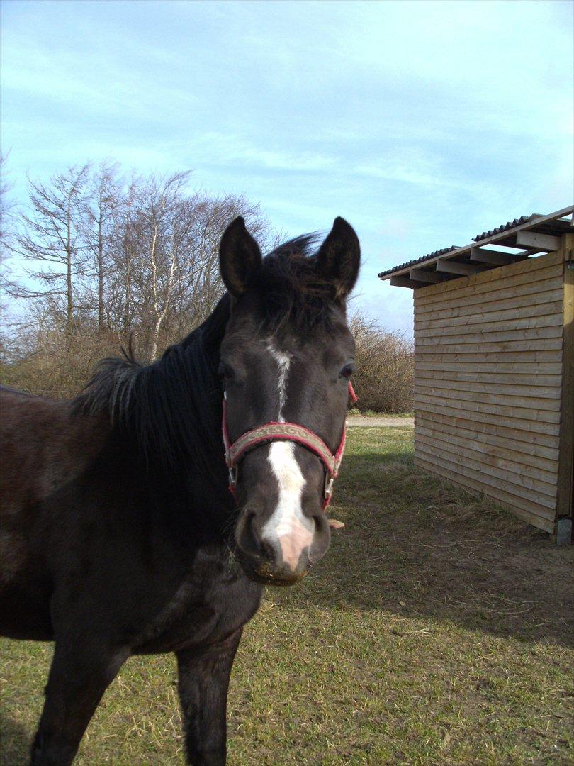 Anden særlig race Moon Dancer billede 3
