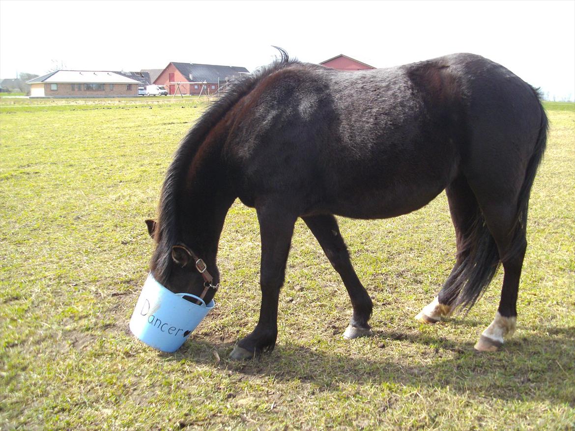 Anden særlig race Moon Dancer billede 4