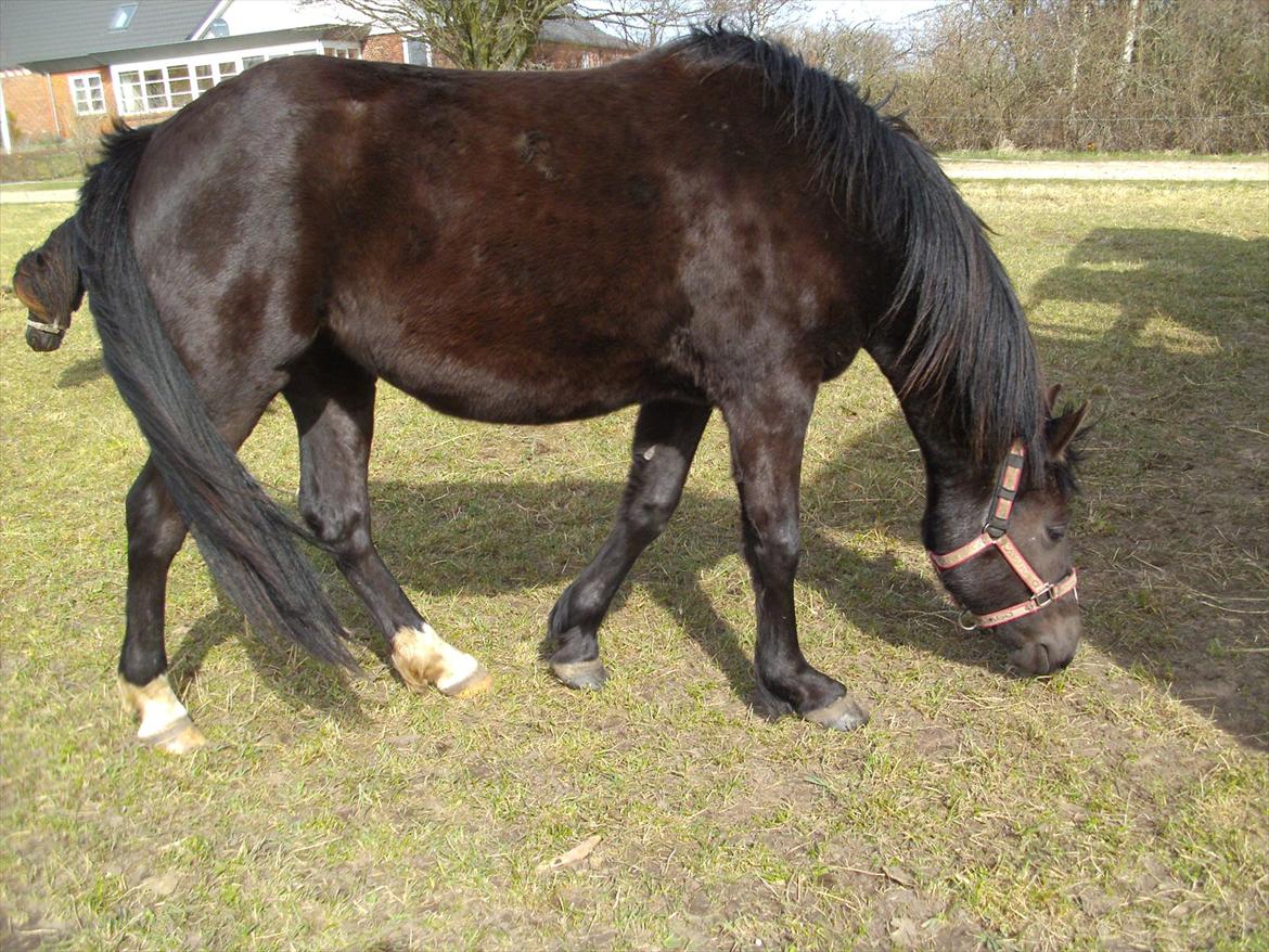 Anden særlig race Moon Dancer billede 5