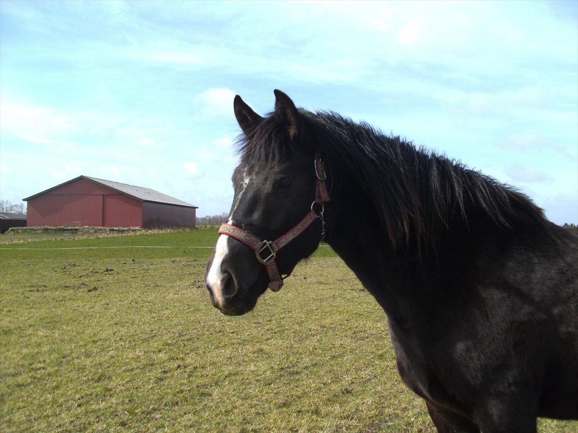Anden særlig race Moon Dancer billede 6