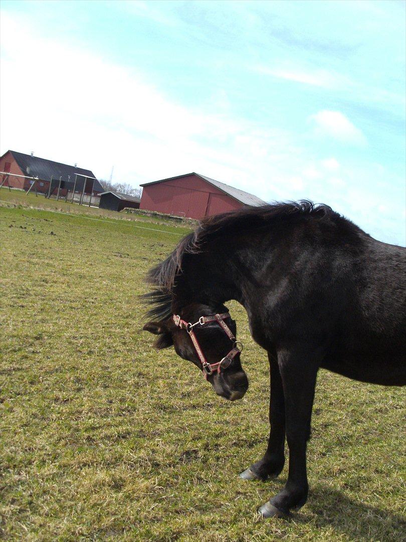 Anden særlig race Moon Dancer billede 7