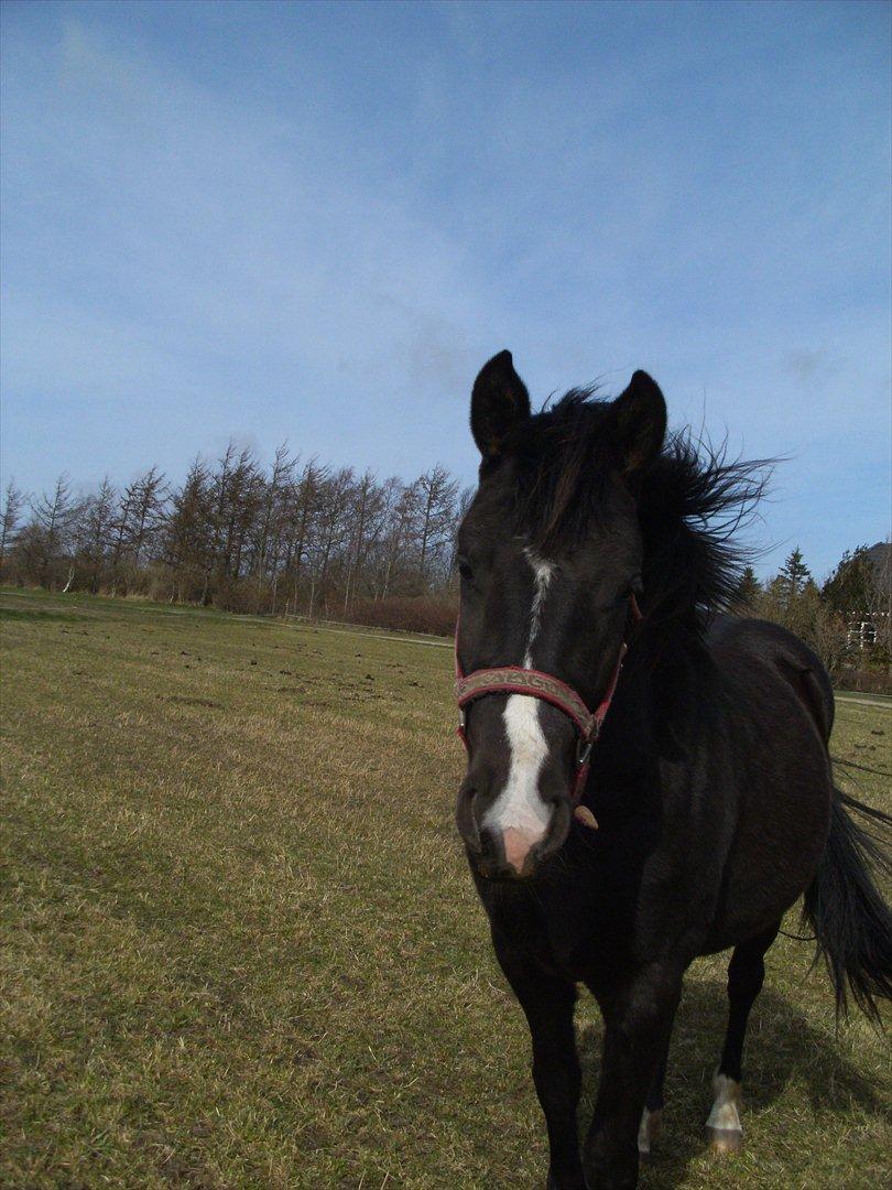 Anden særlig race Moon Dancer billede 8