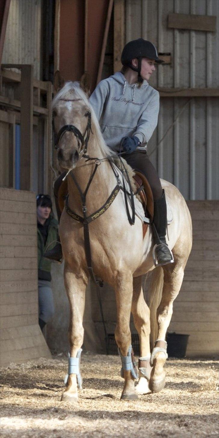 Palomino Ac Udayan Pearl - Leger western hest! :D  billede 12