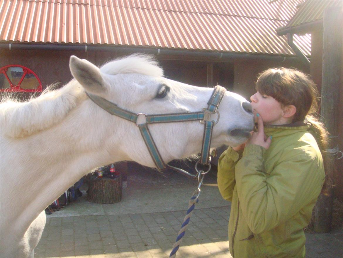 Welsh Mountain (sec A) Atilla ~ Soulmate ~ - Sidste dag med bassemanden:'( kæft hvor jeg savner dig d var så dejlig!<3 Rip smukke ponz:*:'( billede 19