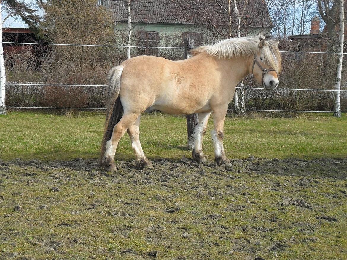 Fjordhest Marinus billede 12