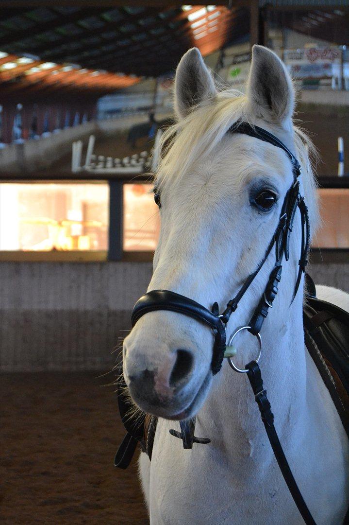 Anden særlig race MisseKatten Lucas<3 billede 3