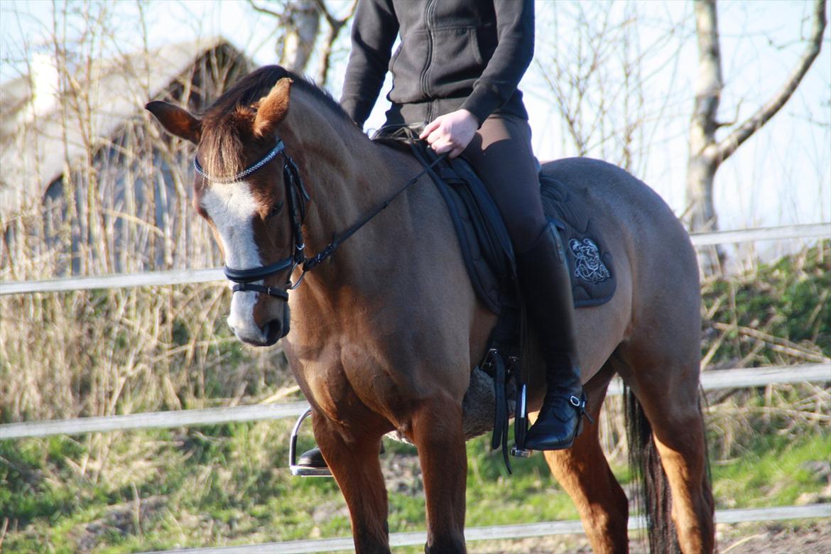 Anden særlig race Lady - Parade<3 billede 4