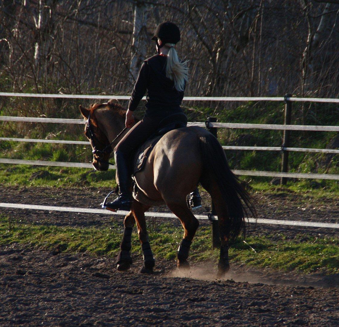 Anden særlig race Lady billede 21