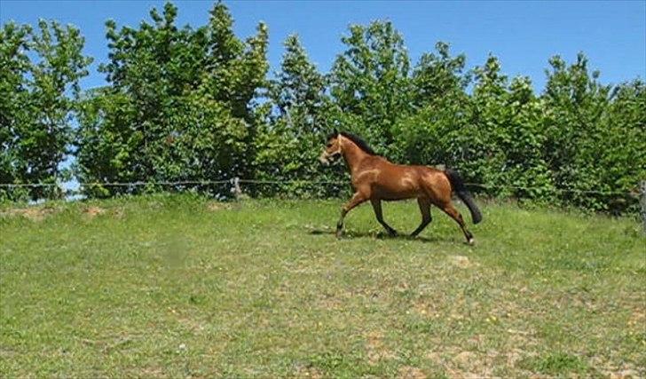 DSP Anton  billede 20