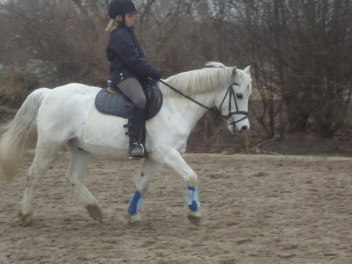 Welsh Pony (sec B) Hvide Charlie <3 - Elsker dig ponz!!<'33 Men det ved du jo nok godt for jeg siger det hver dag!;*<3<3<3<3 Foto: Sara billede 8