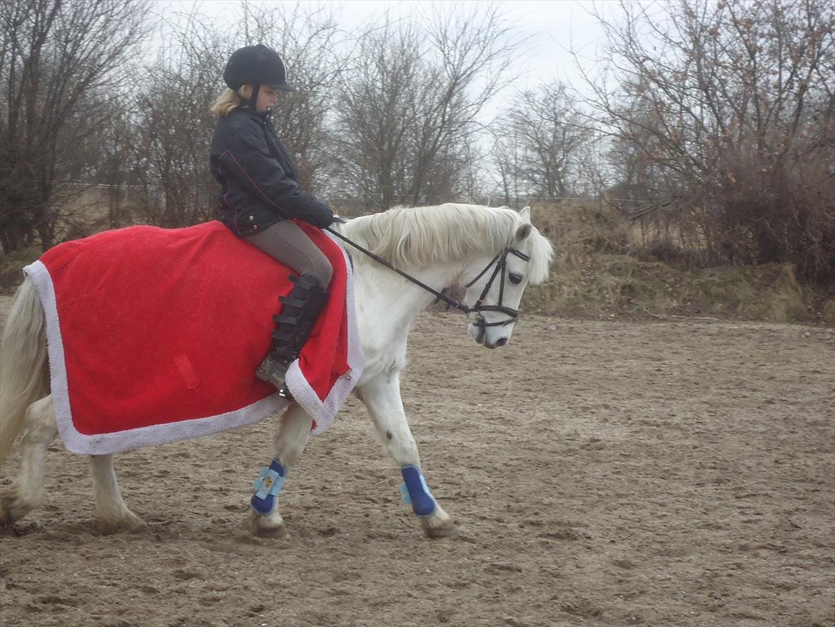 Welsh Pony (sec B) Hvide Charlie <3 - 5-års dag den 9. Marts 2012<3 Jeg elsker dig så højt!:)<3 Foto: Sara billede 9