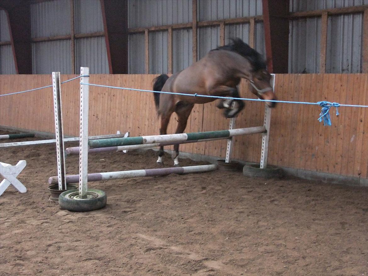 Anden særlig race Alonso - Løsprining for anden gang billede 13