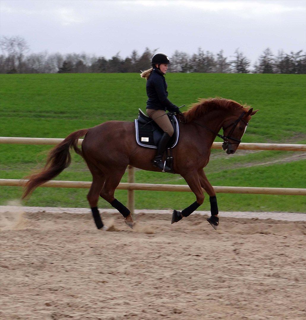 Dansk Varmblod Elverhøjs La Cour billede 2