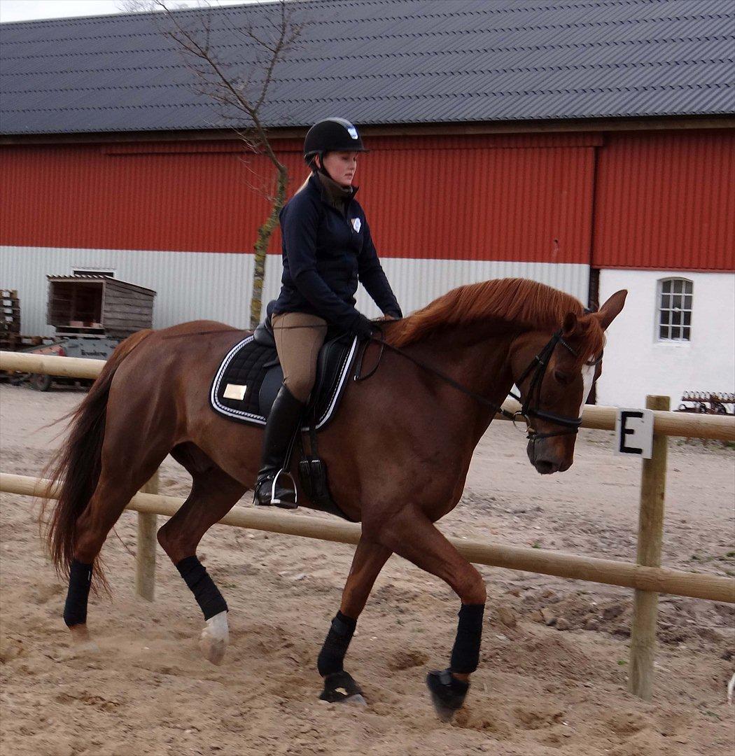 Dansk Varmblod Elverhøjs La Cour billede 3